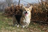 CORGI PEMBROKE 846